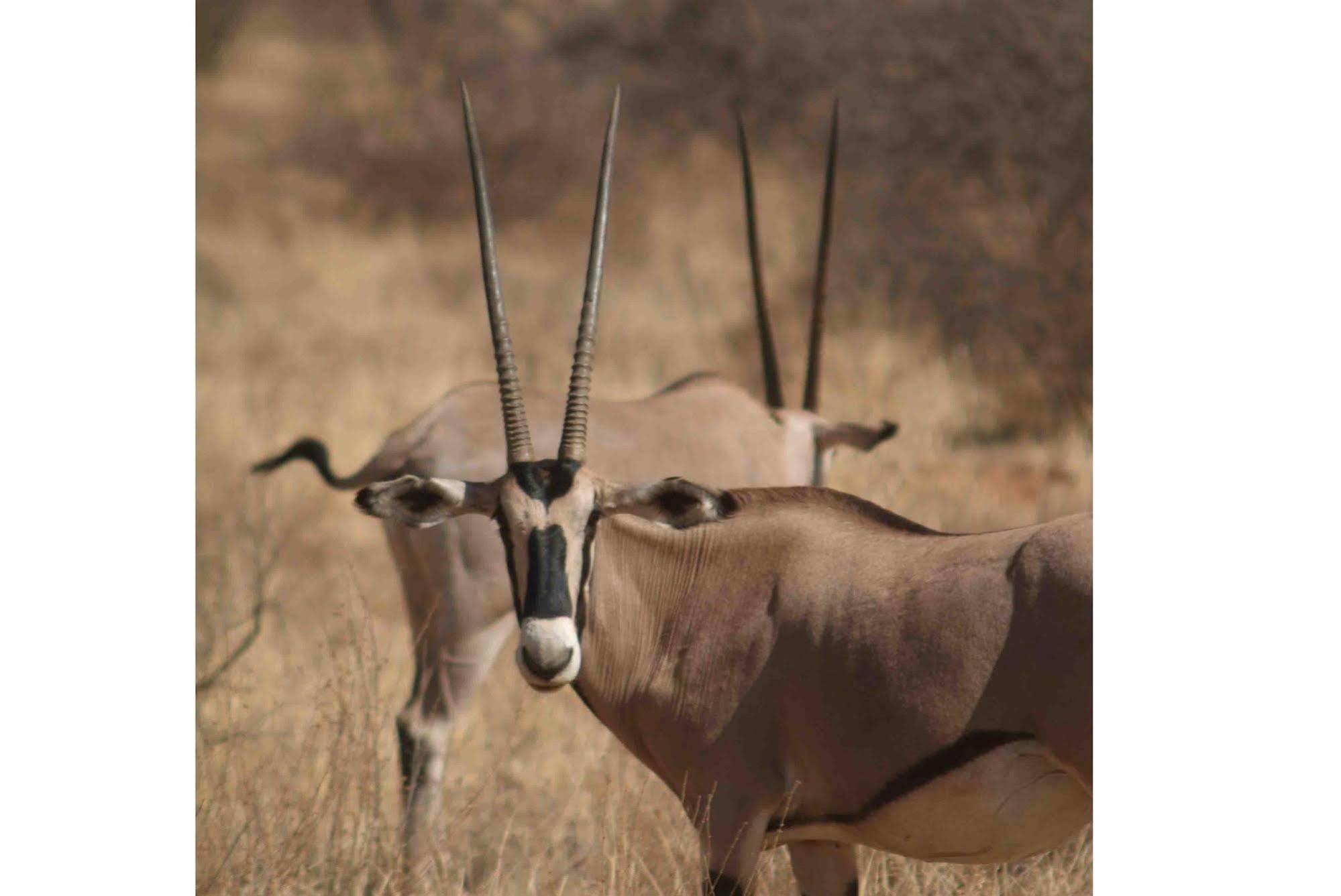 Sarova Shaba Game Lodge Archers Post Exterior photo
